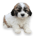 Teddy bear puppy