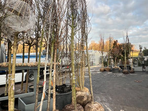 Hochstamm topfen & anbinden