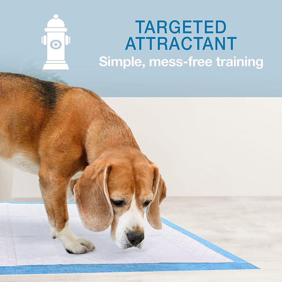 pet lifestyle photography, healthy dog snacks
