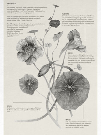 Scientific pencil illustration of nasturtium flowers with accompanying botanical text, demonstrating precise line work by Hazel Hayward.
