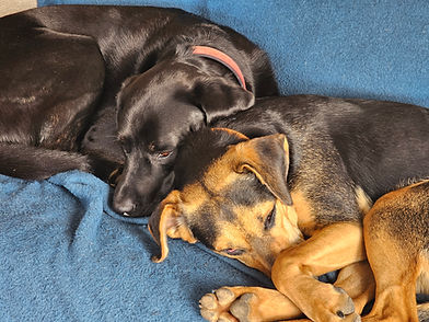 Two dog sitting guests