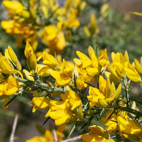 Gorse