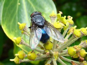 blue bottle fly