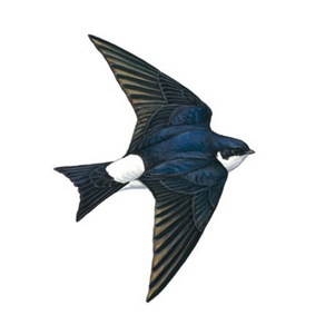 MARTINS
