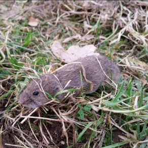 FIELD VOLE - January 2021