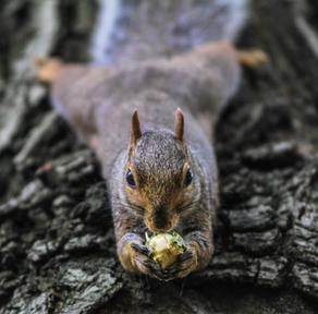 GREY SQUIRREL