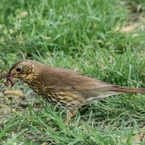 SONGTHRUSH