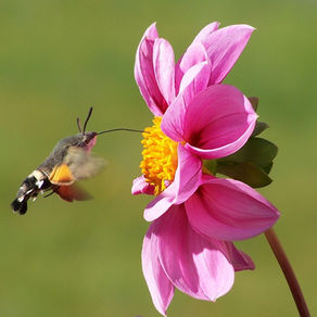 Hummingbird Hawk Moth