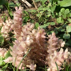 Common Toothwort