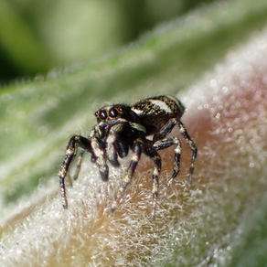 ZEBRA SPIDER