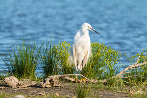 LITTLE EGRET