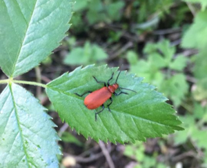RED CARDINAL BEETLE