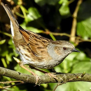 DUNNOCK