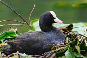 coot