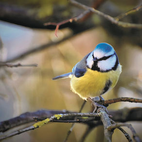 Blue tit - March 2022