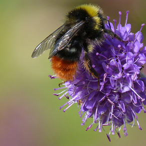 RED TAILED BUMBLEBEE