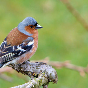 CHAFFINCH