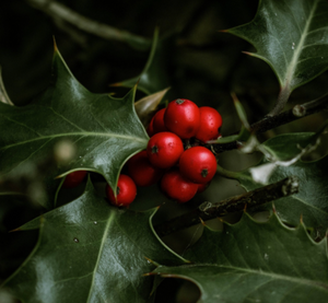 EUROPEAN HOLLY