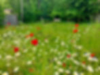 Wildflower planting