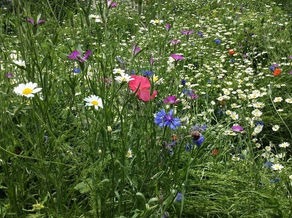 Nature has a vital role in tackling the climate emergency