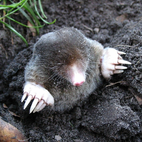 MOLE