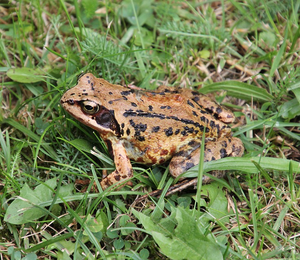 COMMON FROG - June 2020
