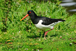 OYSTERCATCHER