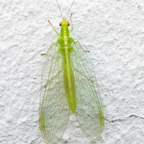 LACEWING