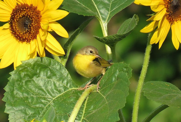 160824_yellowthroat_6371cs