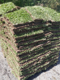 Fresh grass!