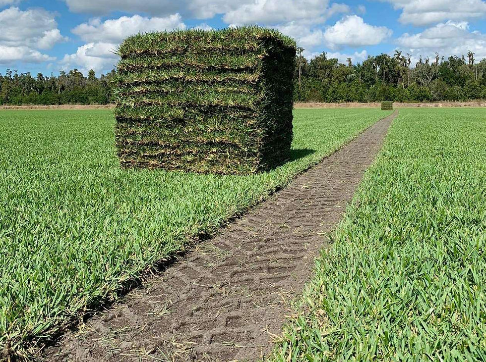 Thumbnail: ProVista' St. Augustine