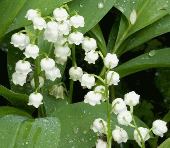 Muguet.gif