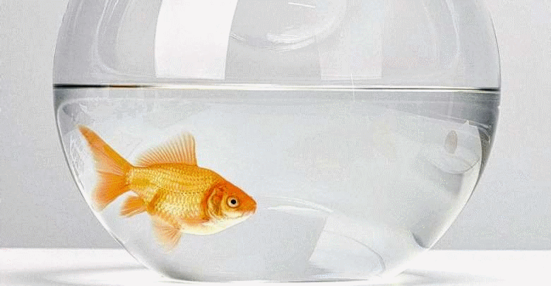 200401 poisson.gif