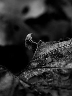 DSCF8969w