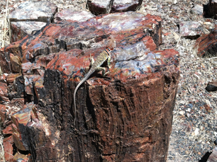 Lizard hiding in plain sight