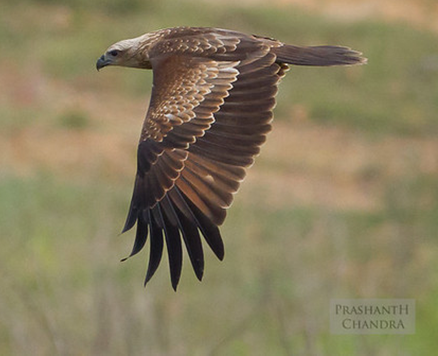 A Brahminy Kite Bird Flying