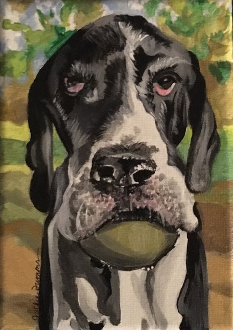Millie the Great Dane