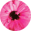 circle3.gif