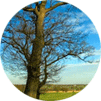 circle1.gif