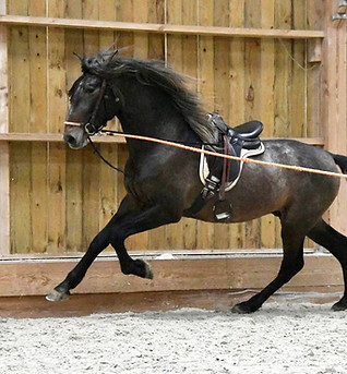 Léandro III manège 2 PRE.jpg