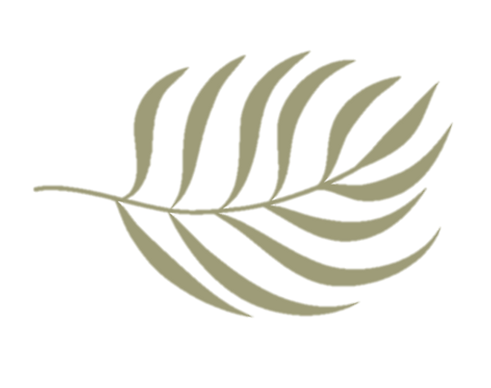 Biscayne palmera alta definicion.png
