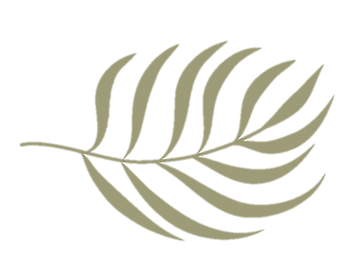Biscayne palmera alta definicion.png