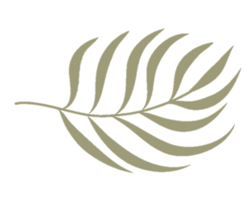 Biscayne palmera alta definicion.png