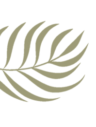 Biscayne palmera alta definicion.png