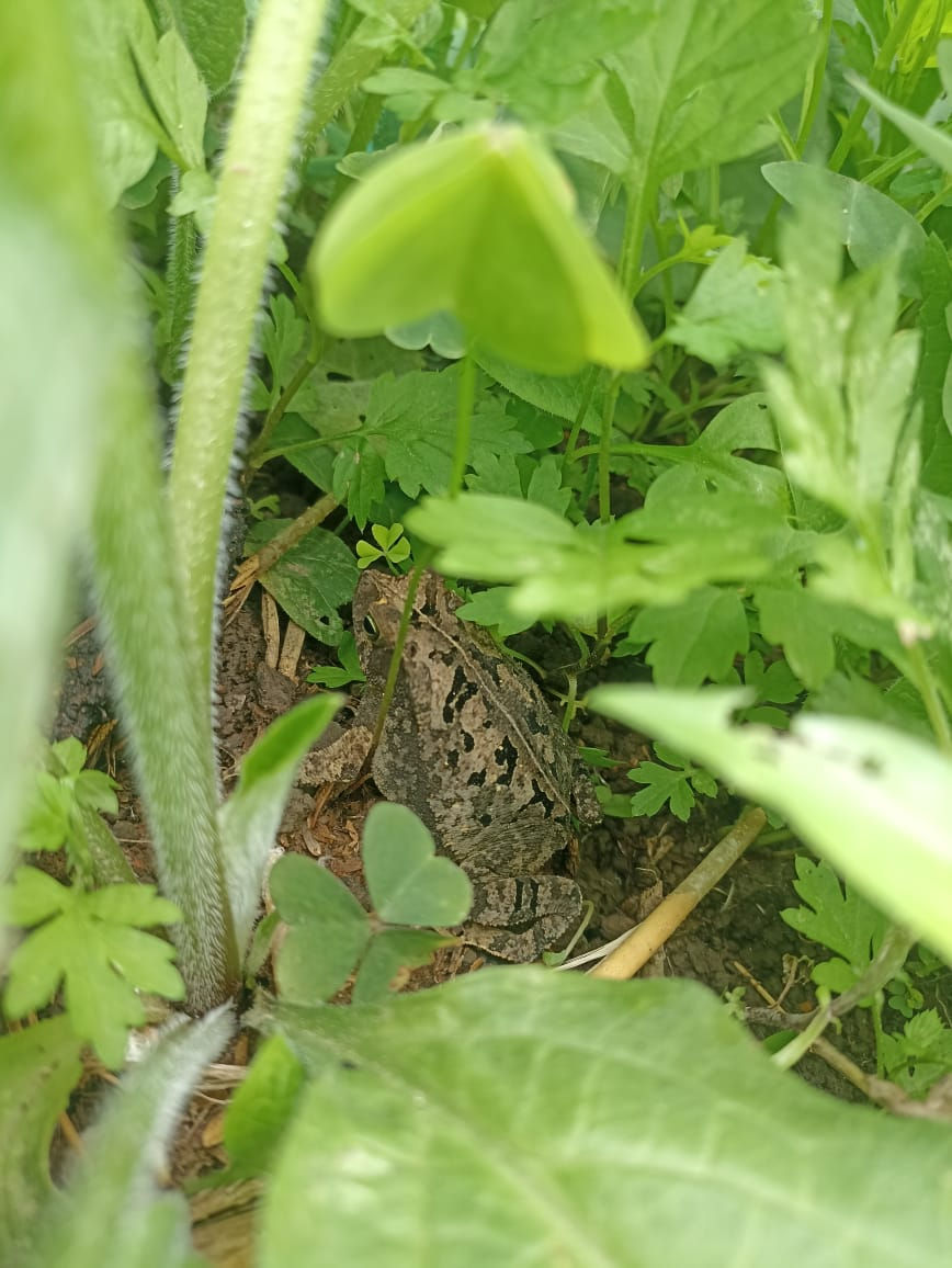 animal del territorio 