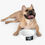 Thumbnail: Starfish- Collection - Pet Bowl