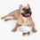 Thumbnail: Easter Bunny- Collection - Pet Bowl