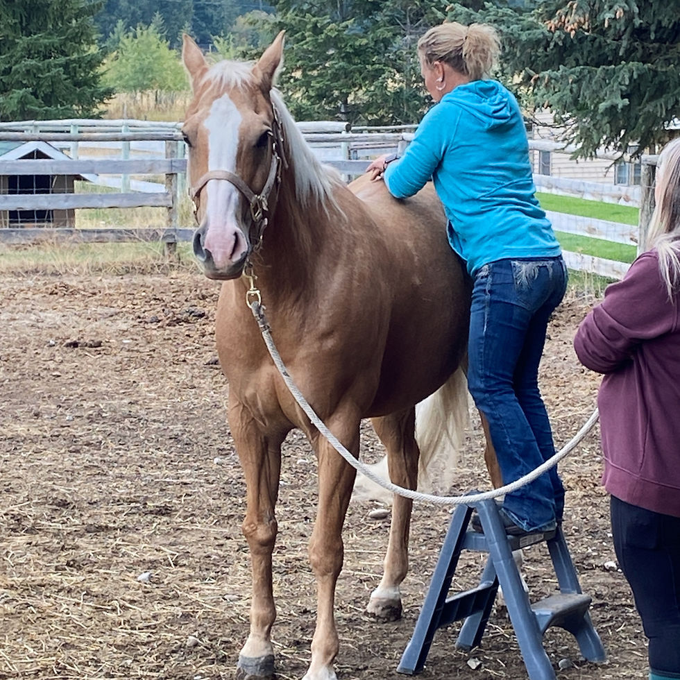 Equine Osteopathy, Holistic Horse Health, Horse Massage, Reducing Stress in your horse,