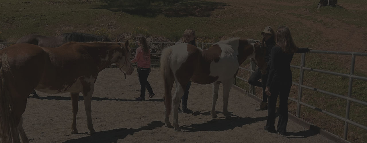 People interacting with horses in a paddock