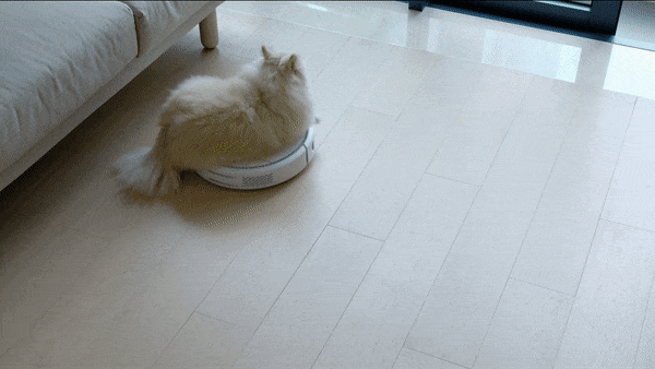 DogPrice.gif
